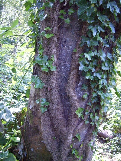 Ivy on tree.